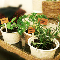 Indoor Gardening Guide