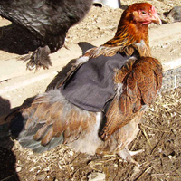Hen Saddle