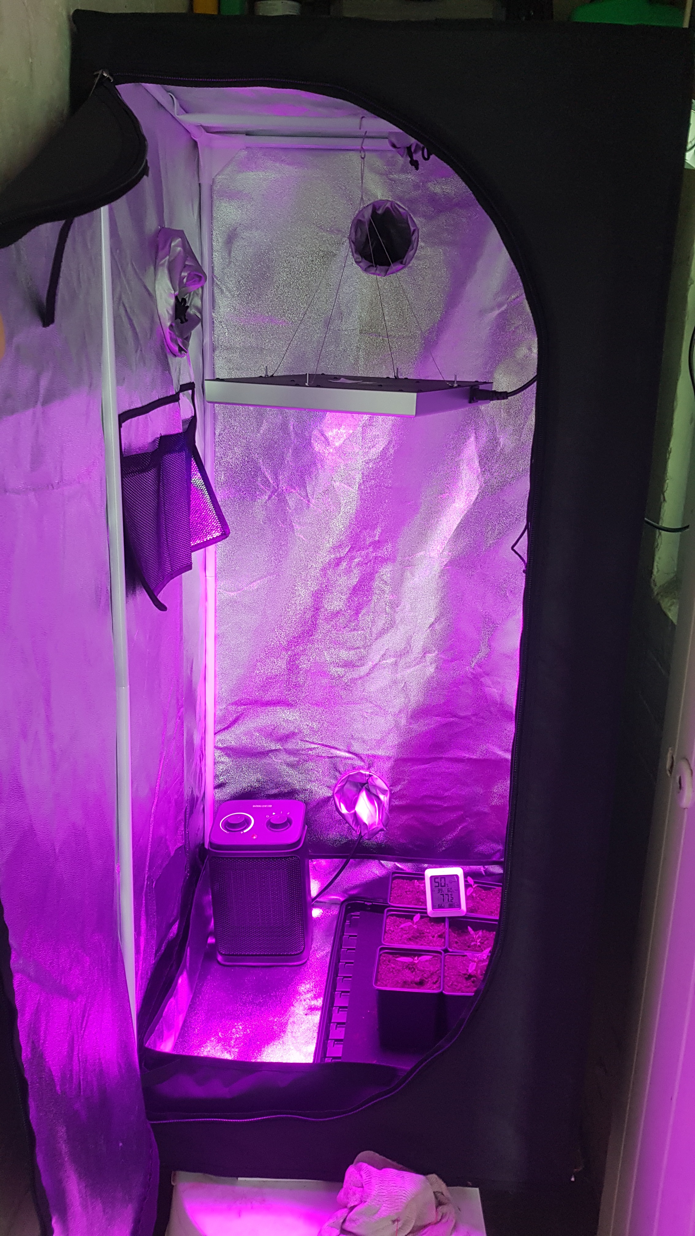 Growing the Carolina Reaper 5 Steps