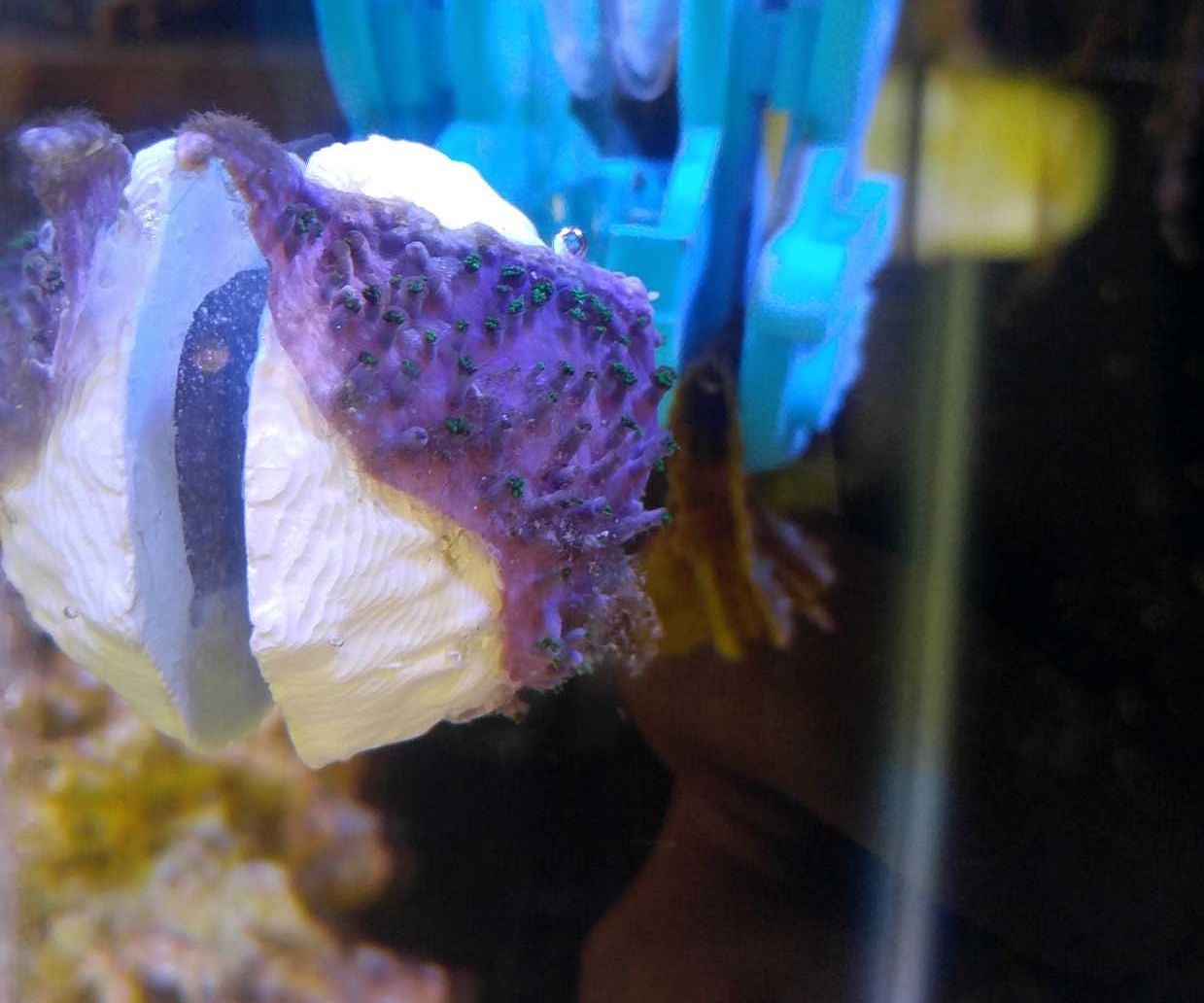 5 diy magnetic coral
