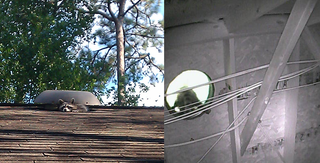 How To Remove A Raccoon From Your Attic The Humane Way 7 Steps With Pictures Instructables