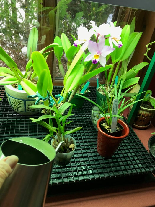 Orchid Greenhouse Table With Lights 7 Steps With Pictures Instructables