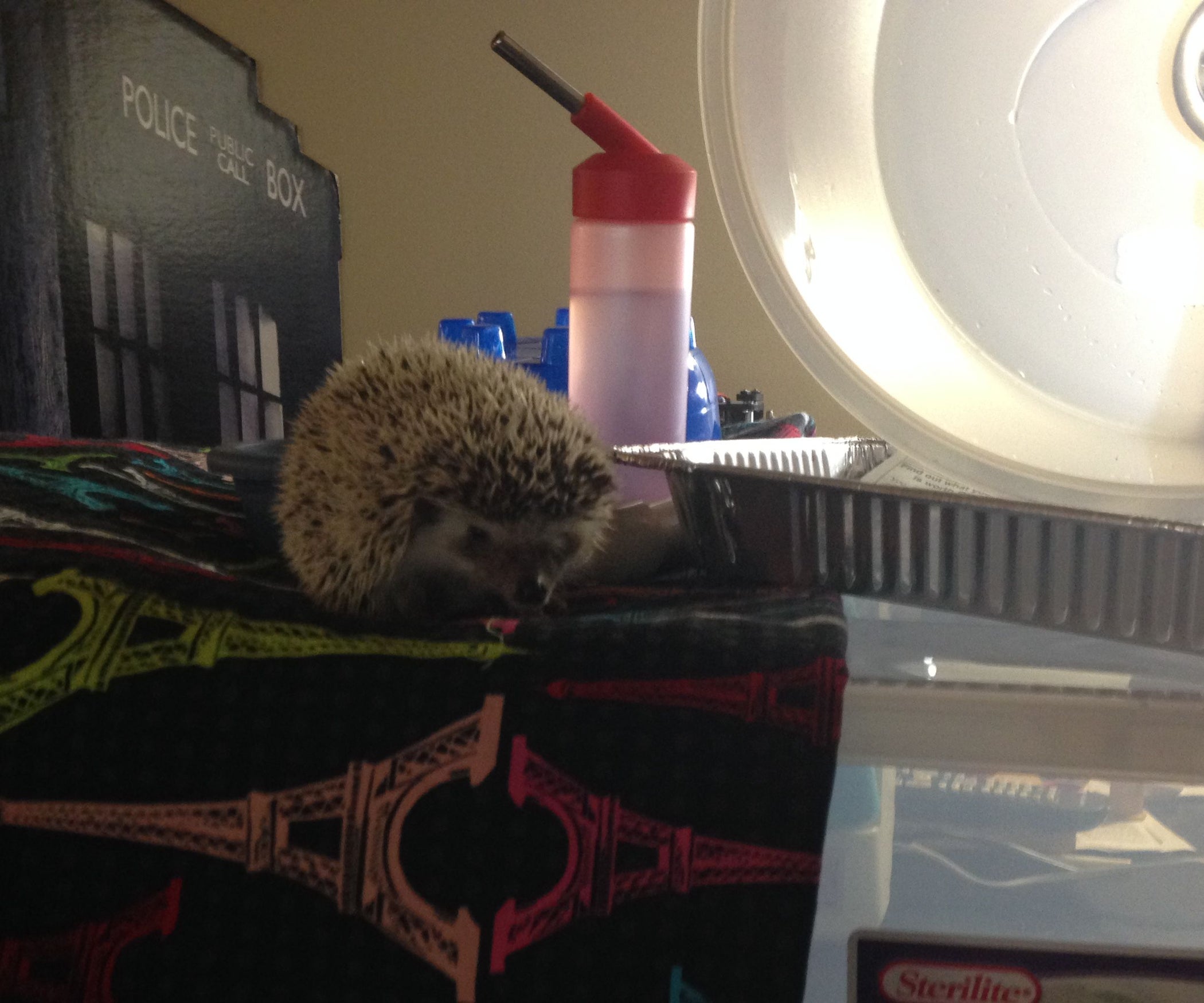 Hedgehog Cage 50 or Less 5 Steps Instructables