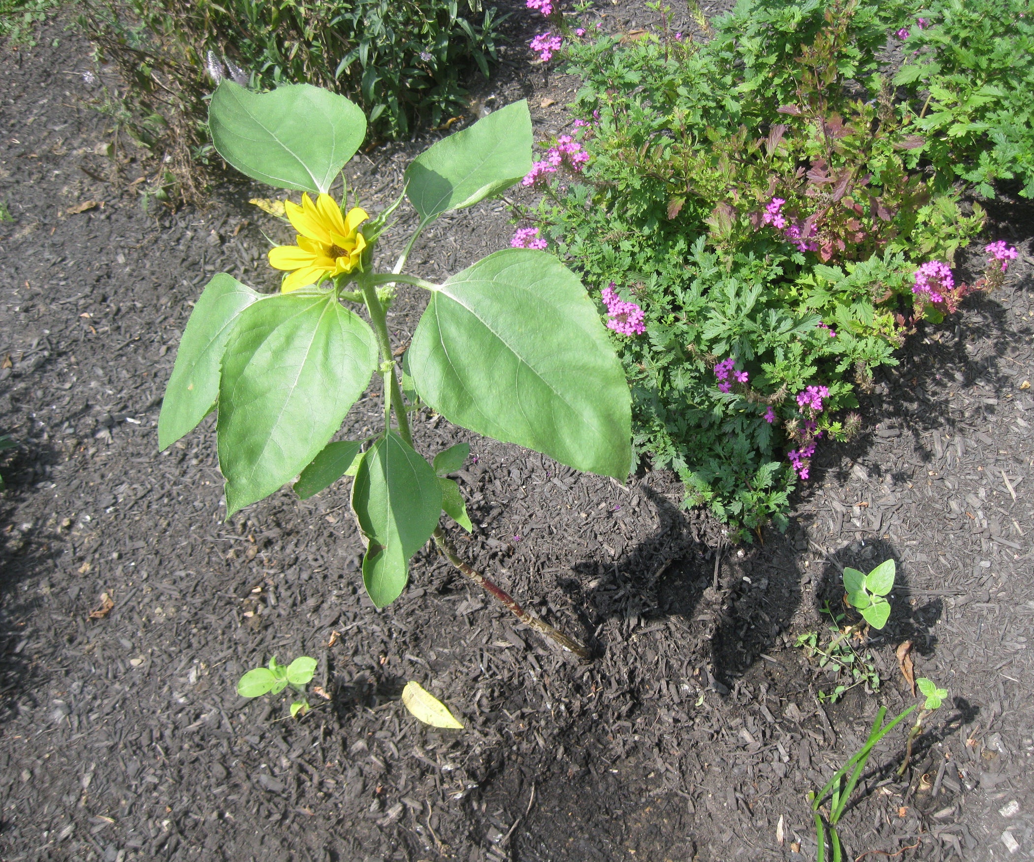Does MiracleGrow Really Affect the Growth of the Sunflower Plant