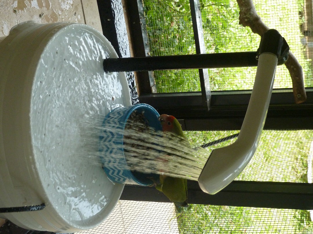 Aviary Bird Shower (with Pictures)