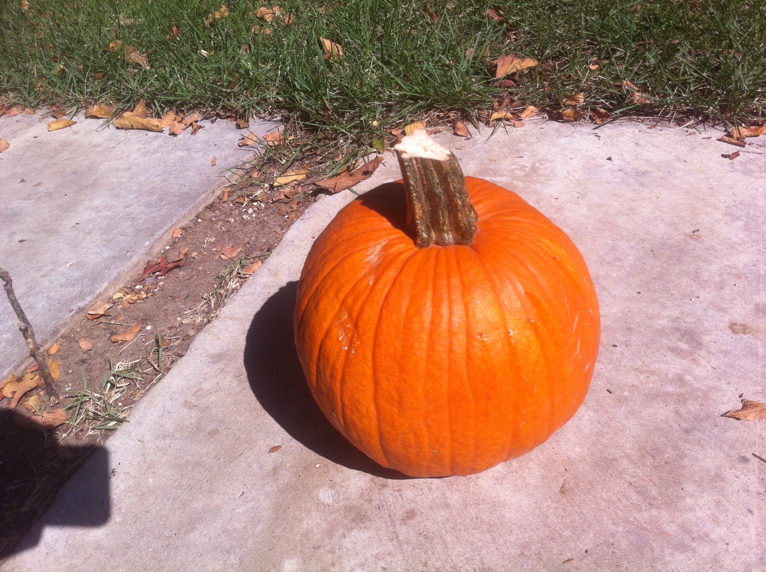 Picture Of How To Re Use Your Pumpkin After Halloween Picture Of How To Re Use Your Pumpkin After Halloween