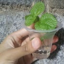 Fix Lagging and Black Screen in Your Smartphone (no Root ... Fix Lagging and Black Screen in Your Smartphone (no Root ... -