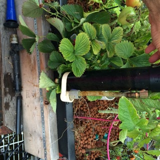 ospe: sustainable food - building an aquaponics automated