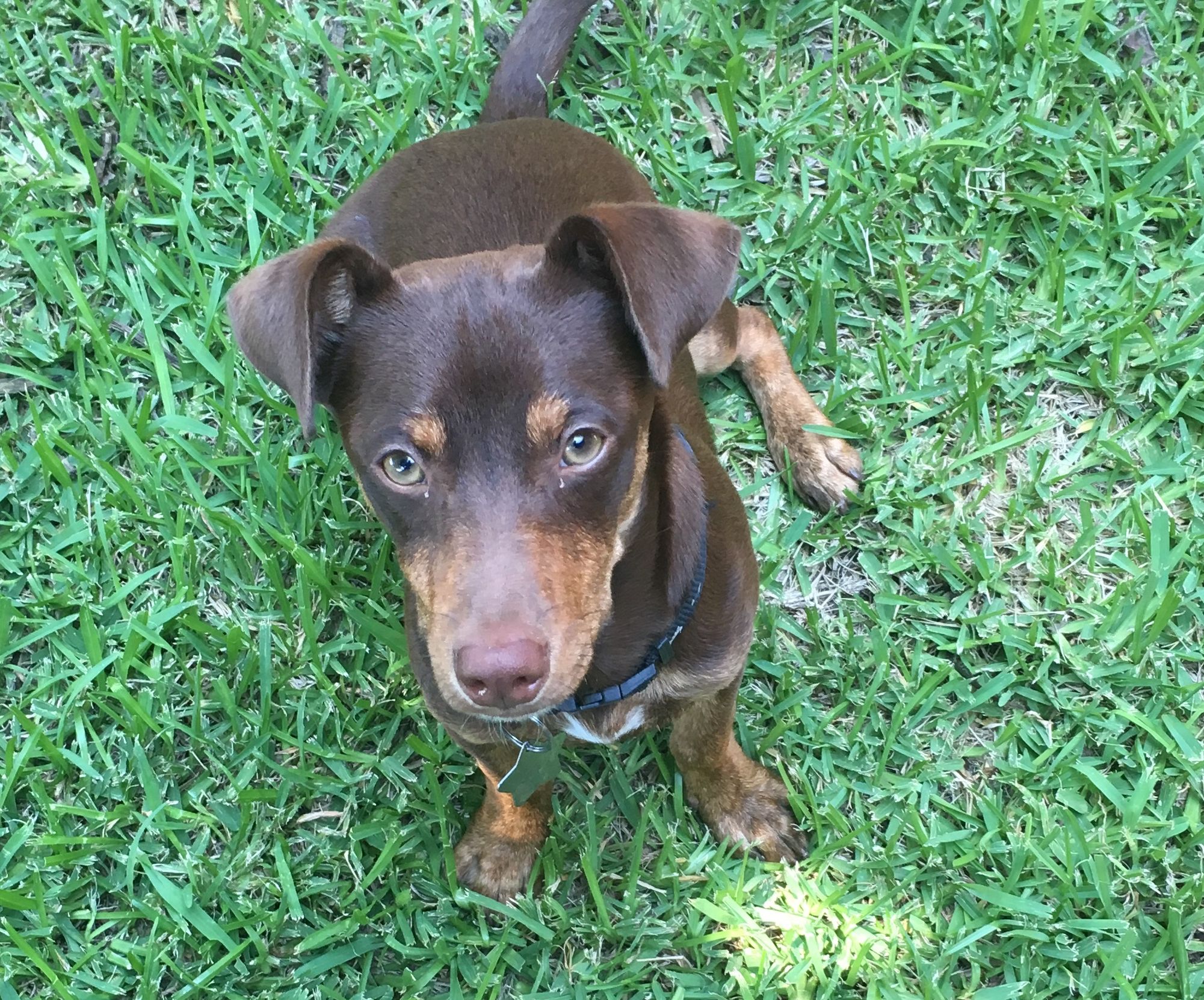 DIY Doggie Septic System With Natural Starter: 14 Steps ...