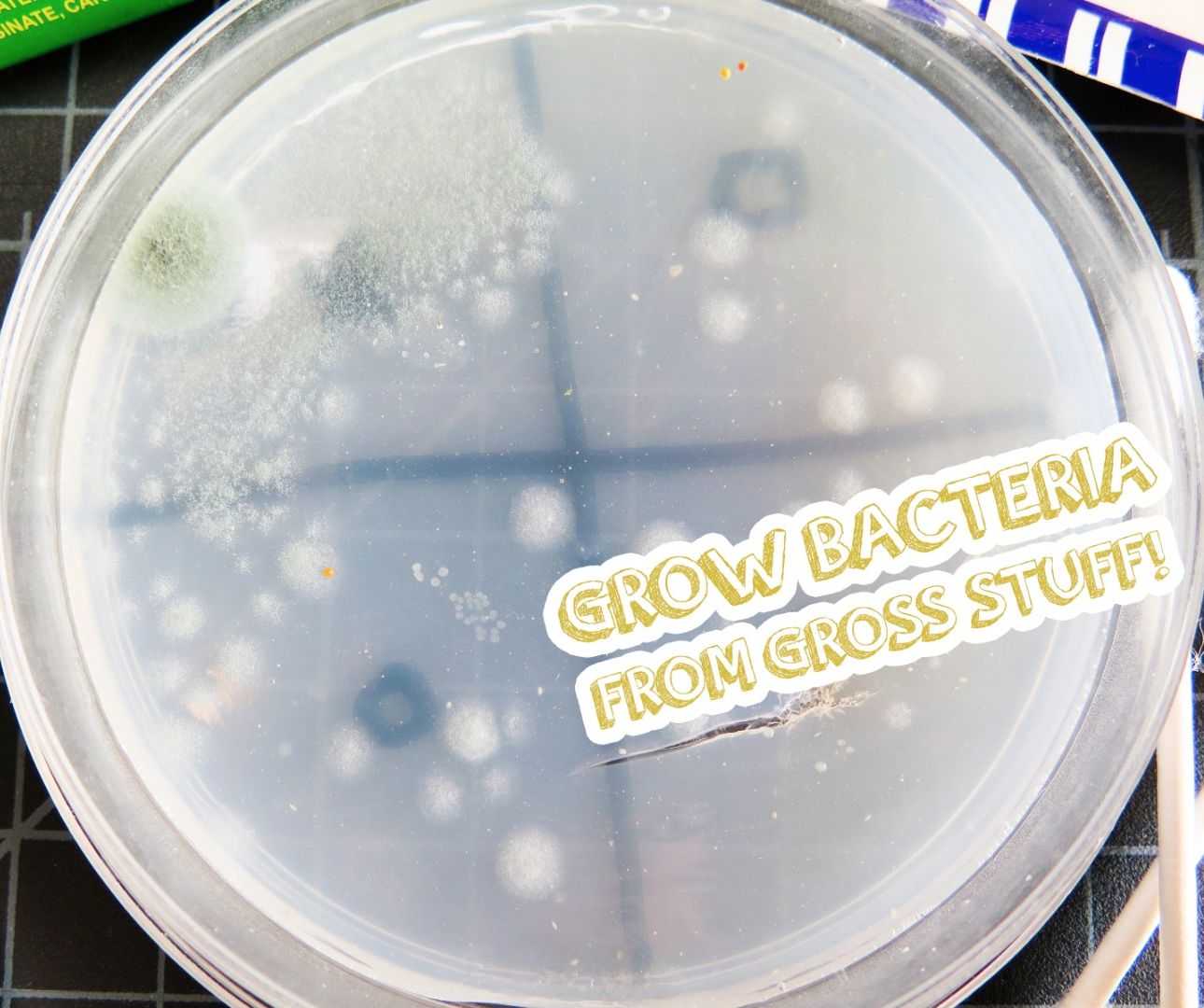 Grow Bacteria From Gross Stuff! 6 Steps (with Pictures) Instructables