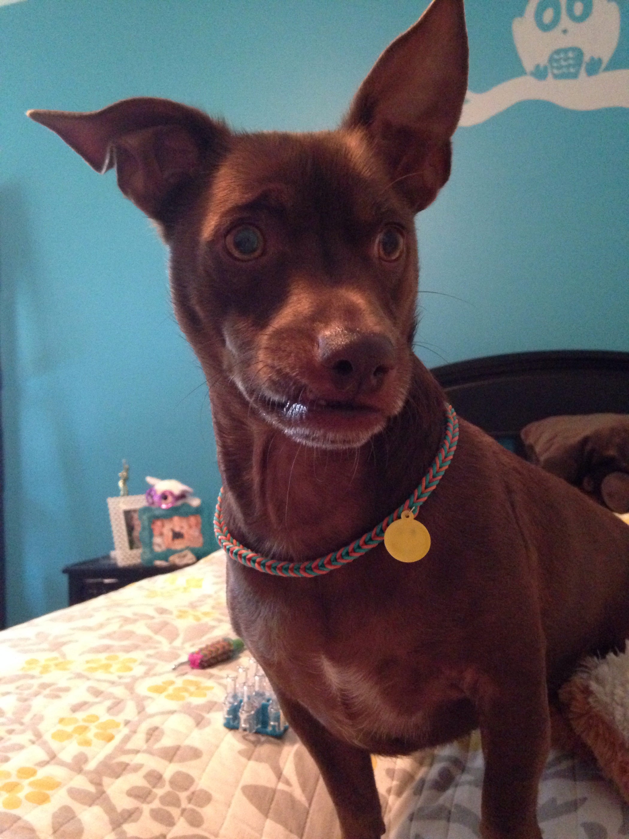 Loom Band Dog Collar 12 Steps (with Pictures) Instructables