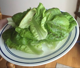 Indoor Hydroponic Lettuce 6 Steps With Pictures Instructables