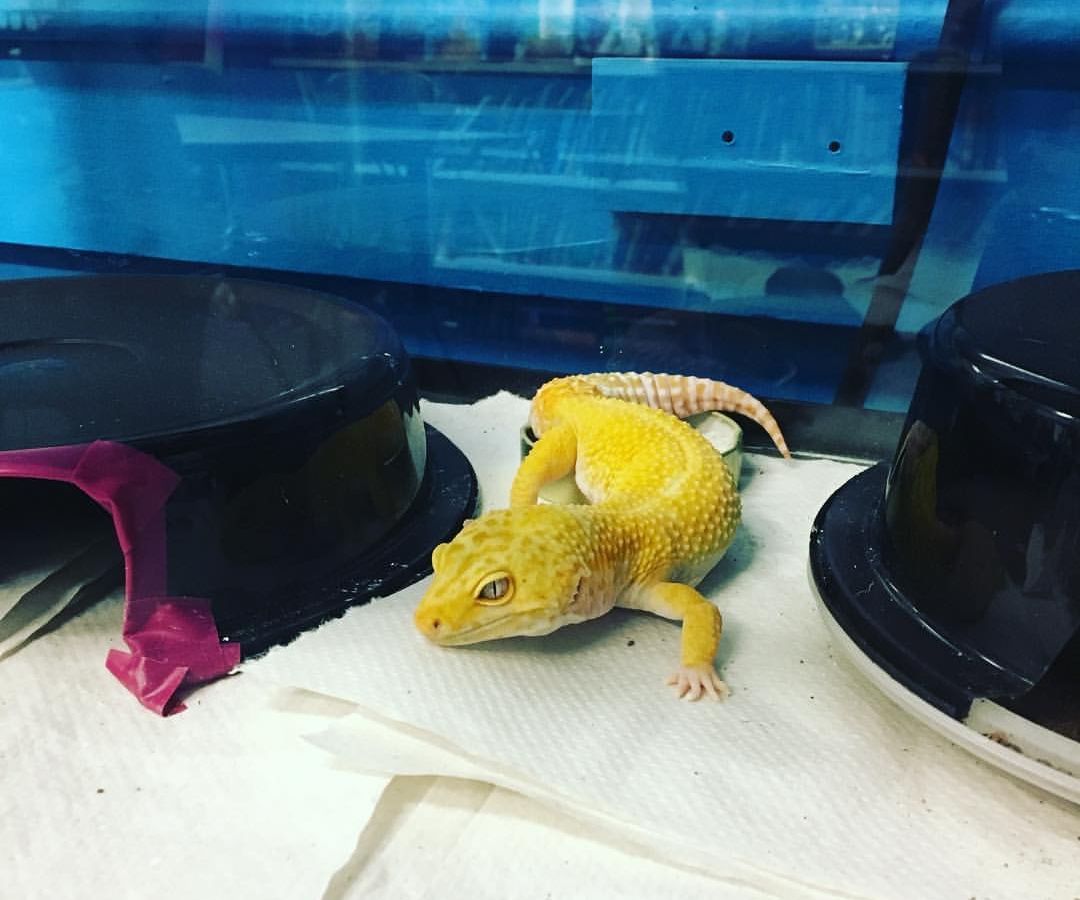 Leopard Gecko Habitat 7 Steps (with Pictures) Instructables