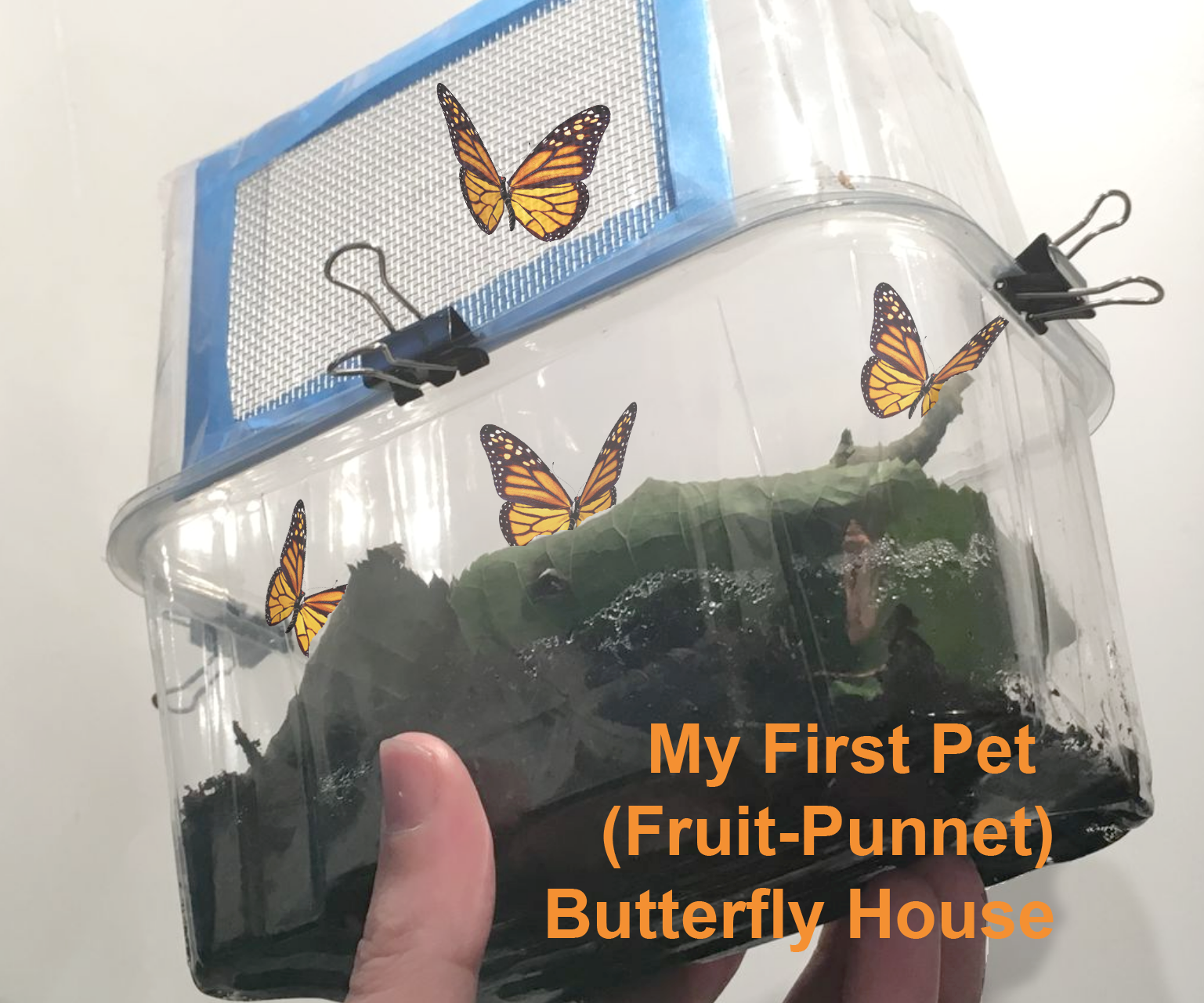 What Fruit Do Moths And Butterflies Eat