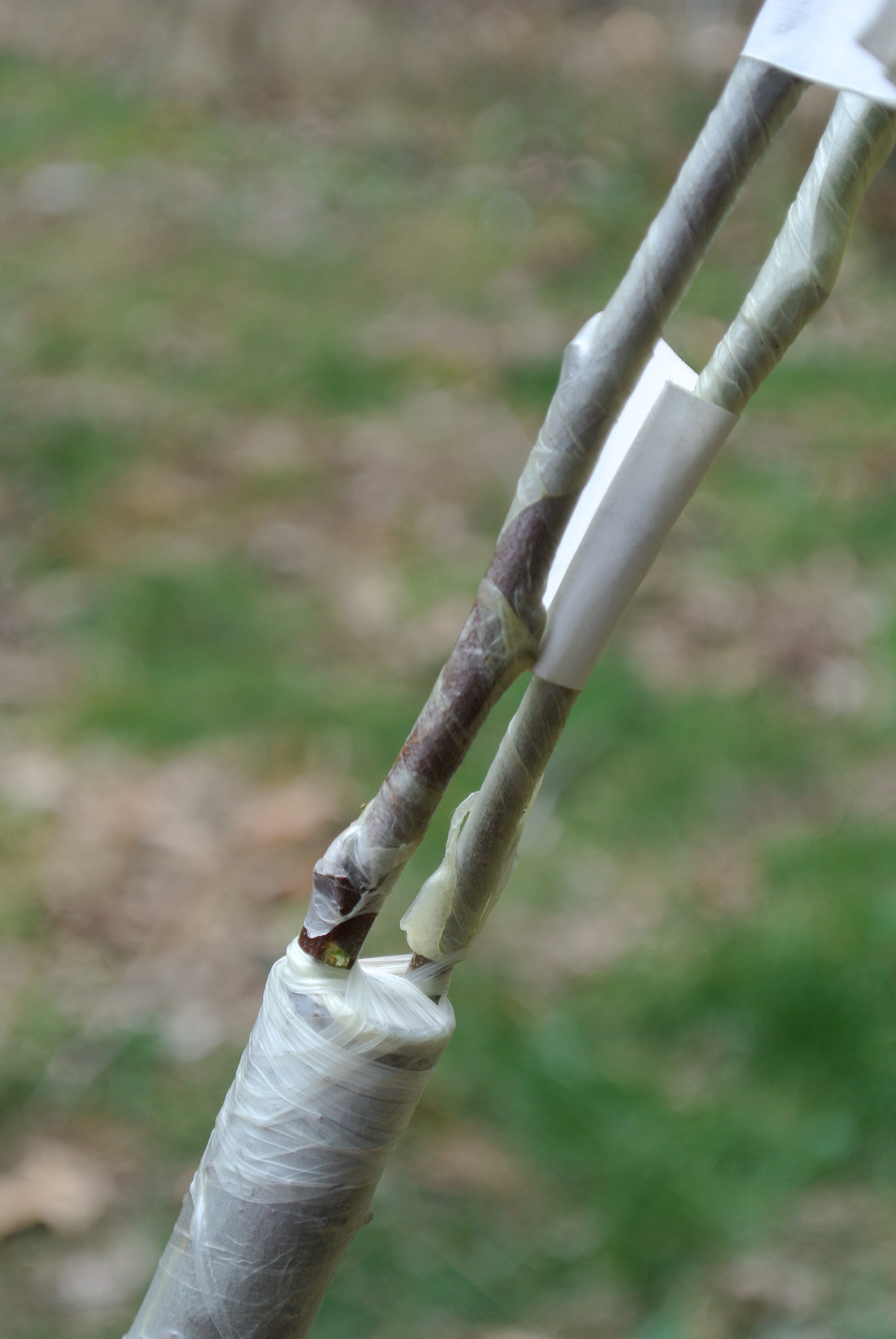 Grafting a Multivariety Apple Tree. 10 Steps (with Pictures)