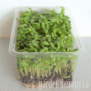 Growing Sunflower Micro Greens In A Plastic Salad Box With Pictures Instructables