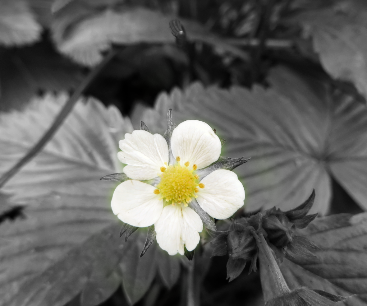 Highlight Colours in Black and White Photos With Snapseed 8 Steps