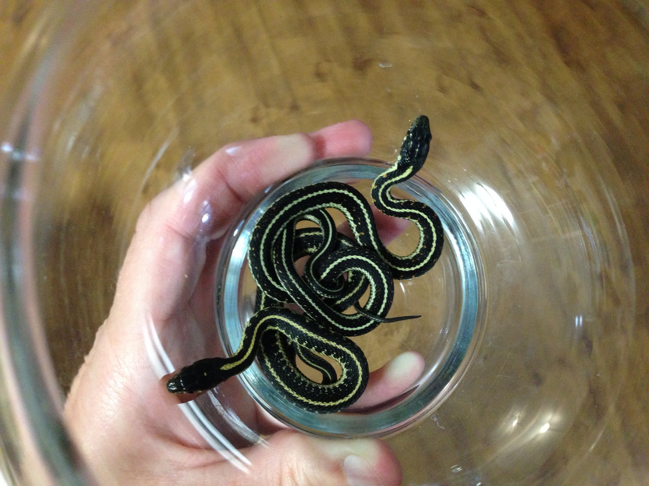How to Take Care of Garter Snakes 3 Steps Instructables