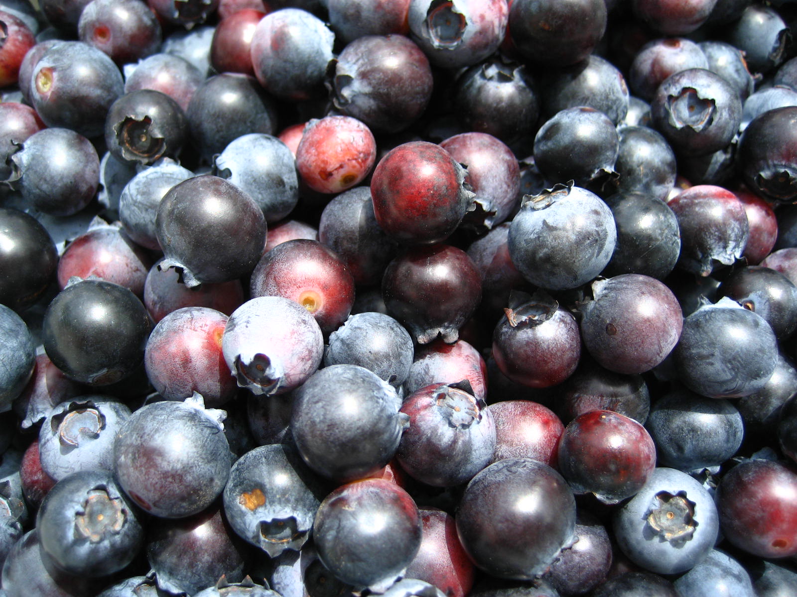 How to Freeze Blueberries 5 Steps (with Pictures) Instructables