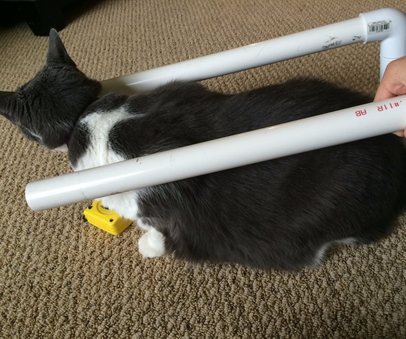 How to Make a Cat Wheelchair