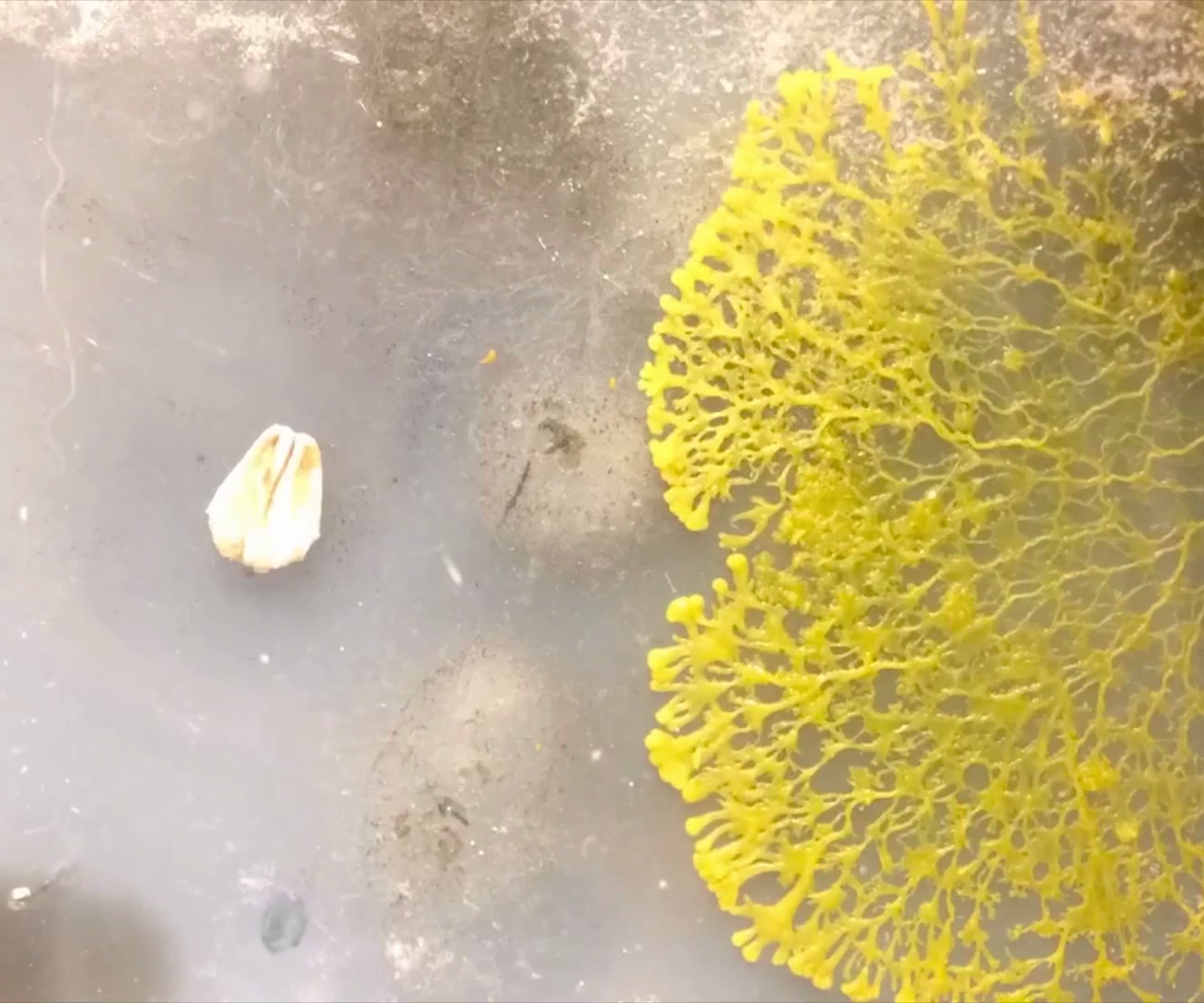 How to Grow SLIME MOLD 9 Steps (with Pictures) Instructables