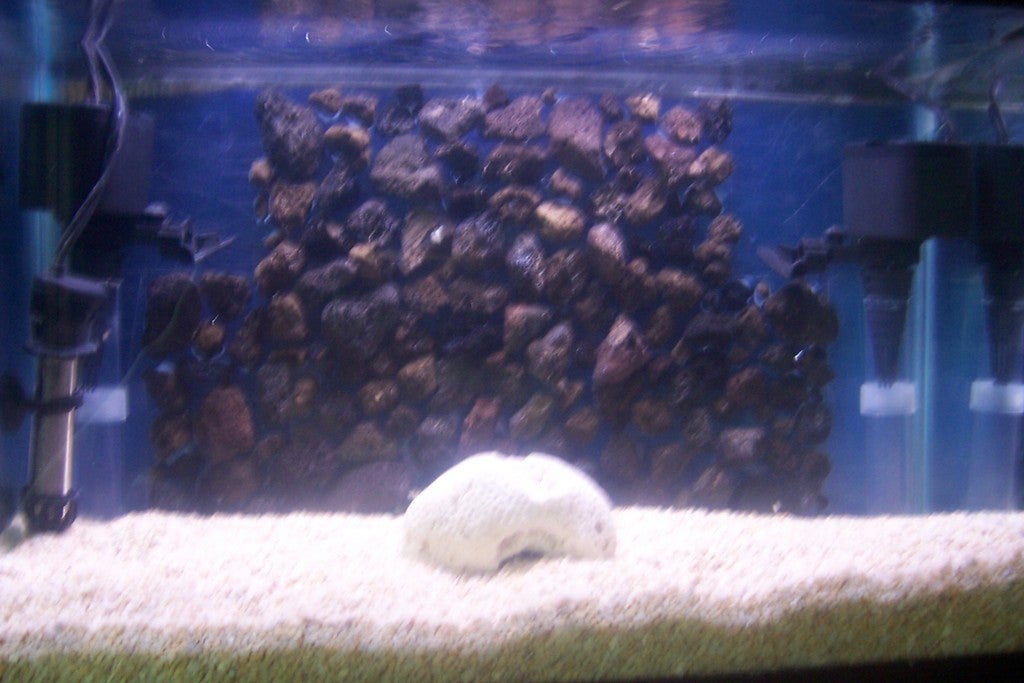 Lava Rock Aquarium Background 6 Steps Instructables