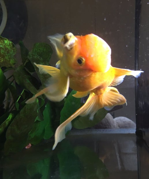How To Remove A Rock Stuck In Your Goldfish S Mouth 4 Steps Instructables