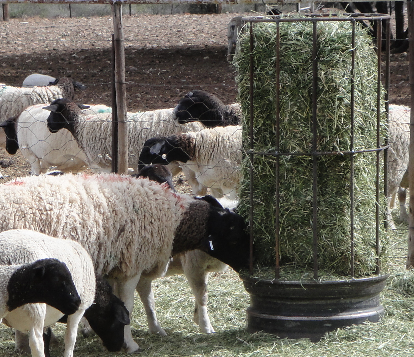 Bale Feeders For Stock Quick 8 Steps
