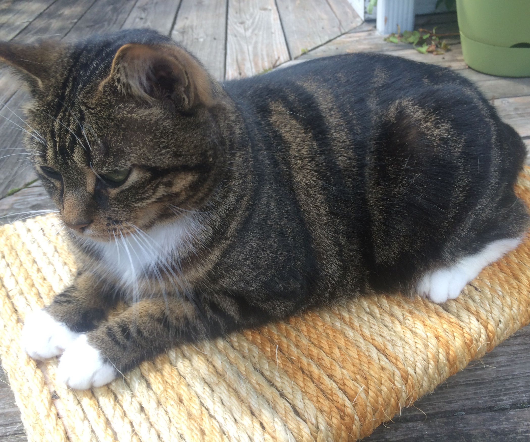 Heavy Duty Sisal Cat Scratcher 8 Steps (with Pictures) Instructables