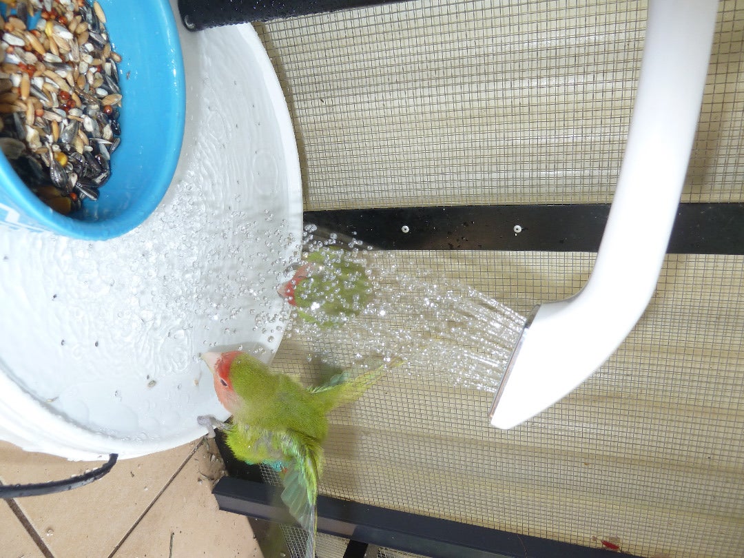 Aviary Bird Shower (with Pictures)