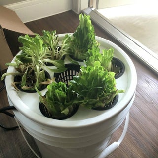 Lettuce For Life Arduino 101 Based Automated Controller For