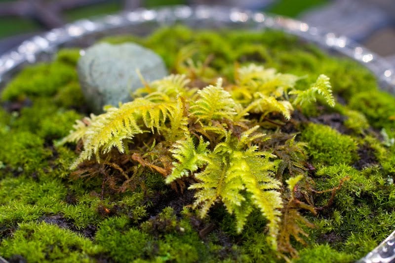 MOSS GARDEN 6 Steps Instructables