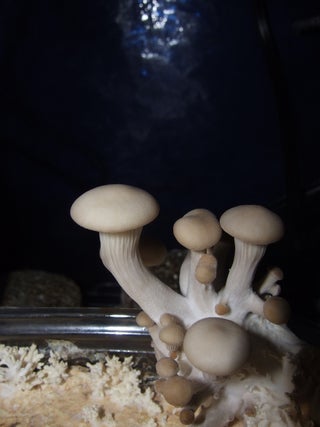 Gourmet Mushrooms In An Old Coffee Cup 6 Steps With Pictures Instructables