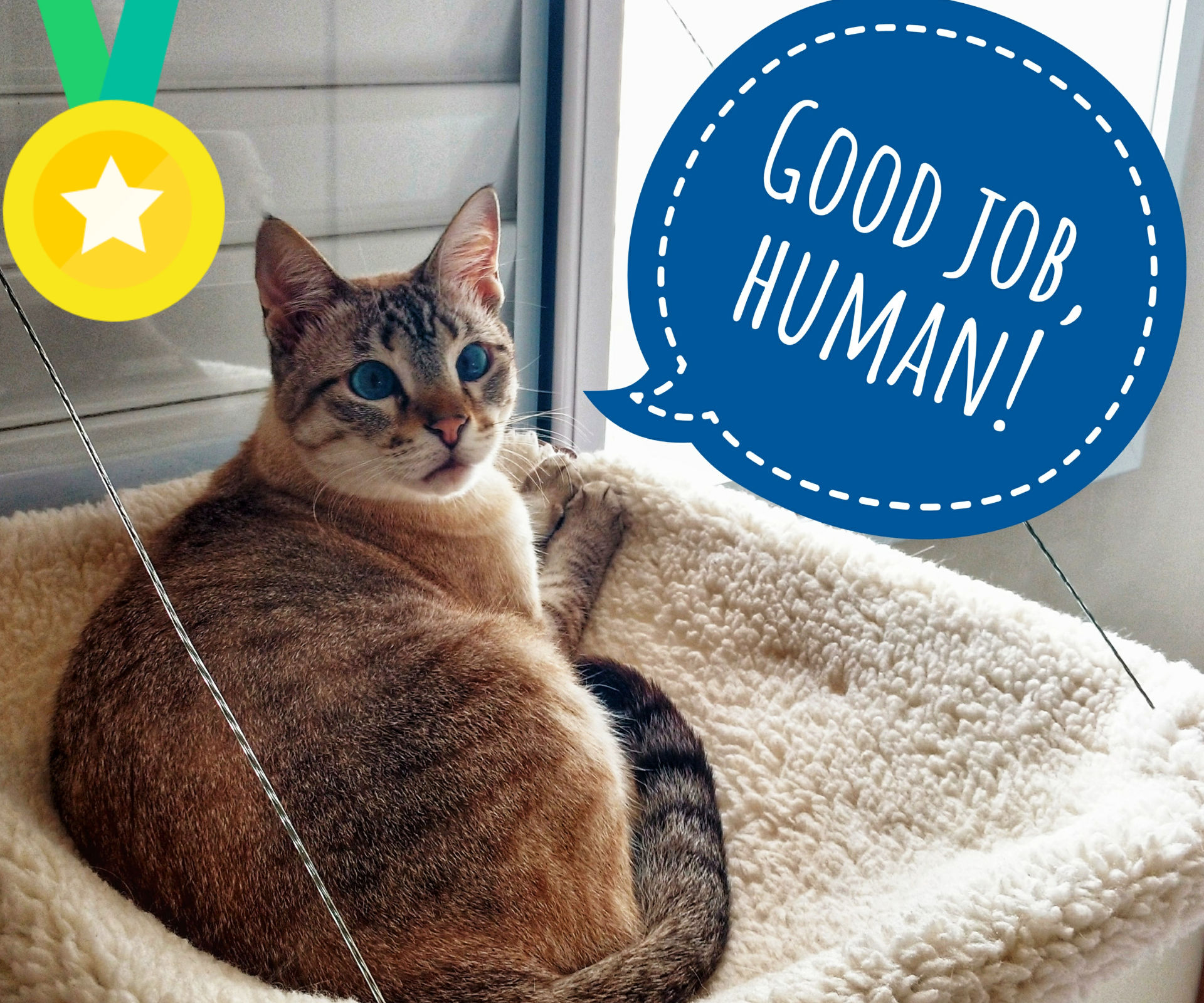 Glass Mounted Hanging Cat Bed 8 Steps (with Pictures) Instructables