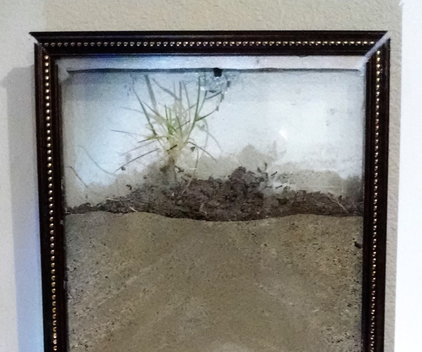 Artwork Ant Farm 5 Steps