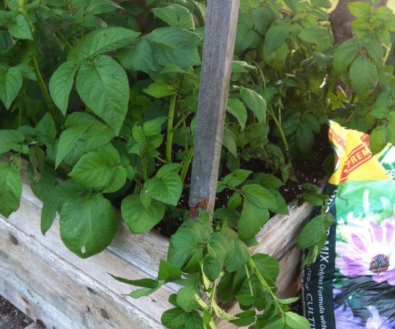 Build a Potato Box Using Pallets & Scrap Wood 3 Steps (with Pictures