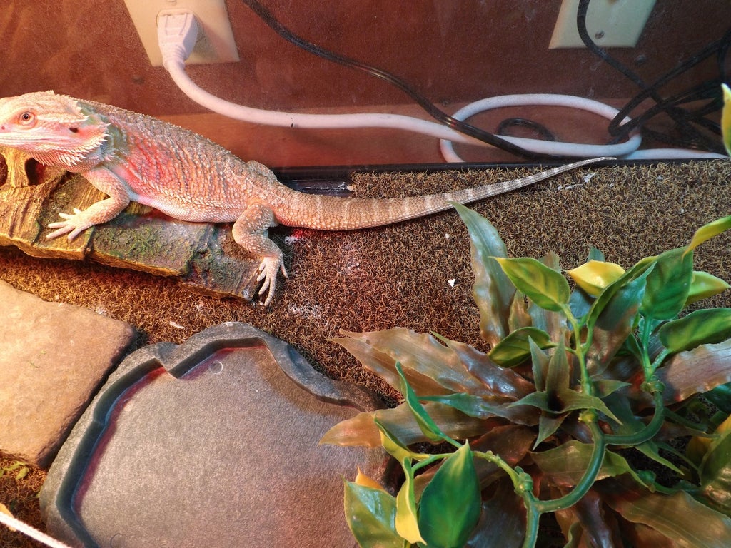 5 Best Sands For Bearded Dragons