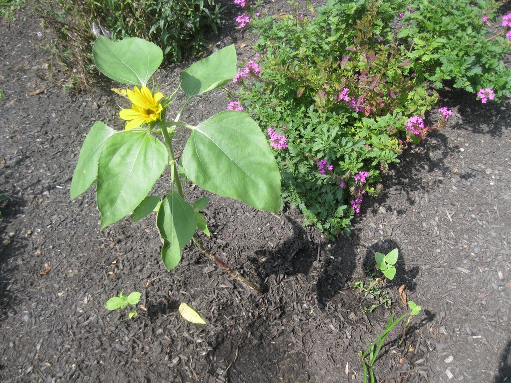 Does Miracle Grow Really Affect The Growth Of The Sunflower Plant During Germination And The Early Stages Of Growth Of The Plant After 3 Steps Instructables
