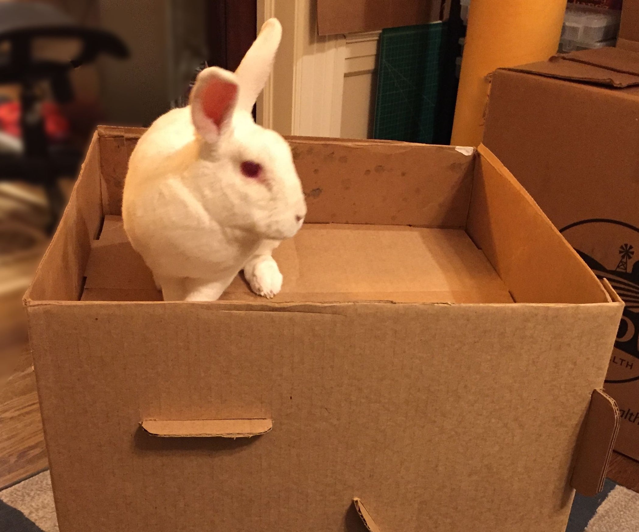 Rabbit Cottage From a Hay Box 27 Steps (with Pictures) Instructables