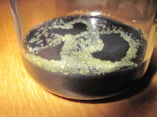 Sowing Orchid Seeds 16 Steps With Pictures Instructables