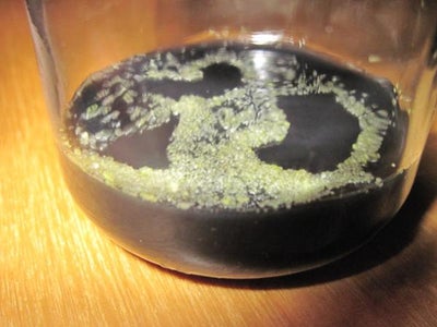 Sowing Orchid Seeds 16 Steps With Pictures Instructables