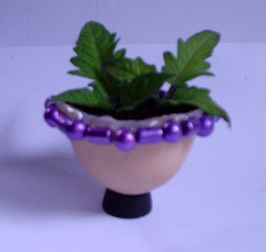 Make an Egg Plant : 9 Steps (with Pictures) - Instructables