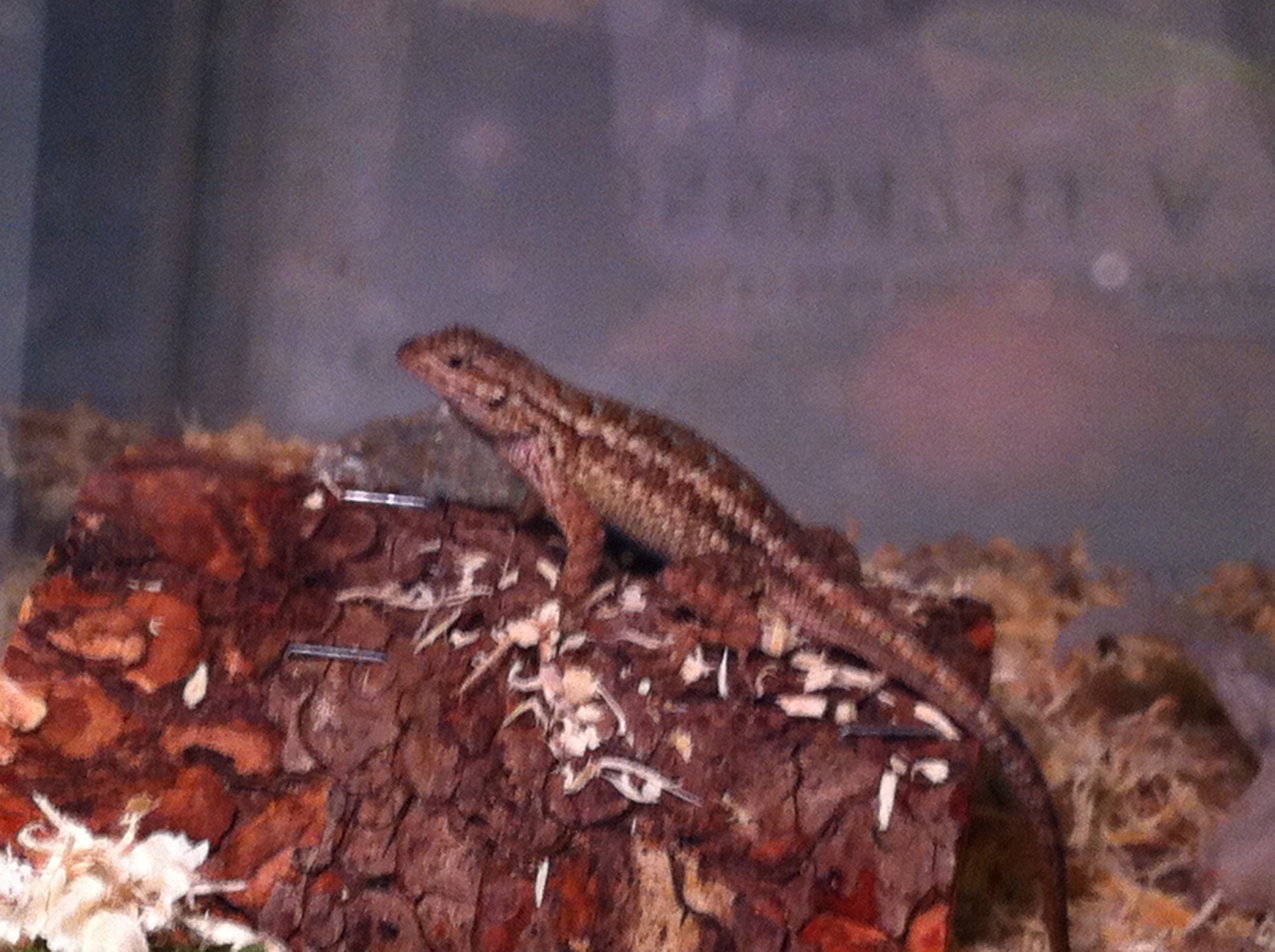 How to Set Up a Habitat for Your Blue Belly Lizard 6 Steps