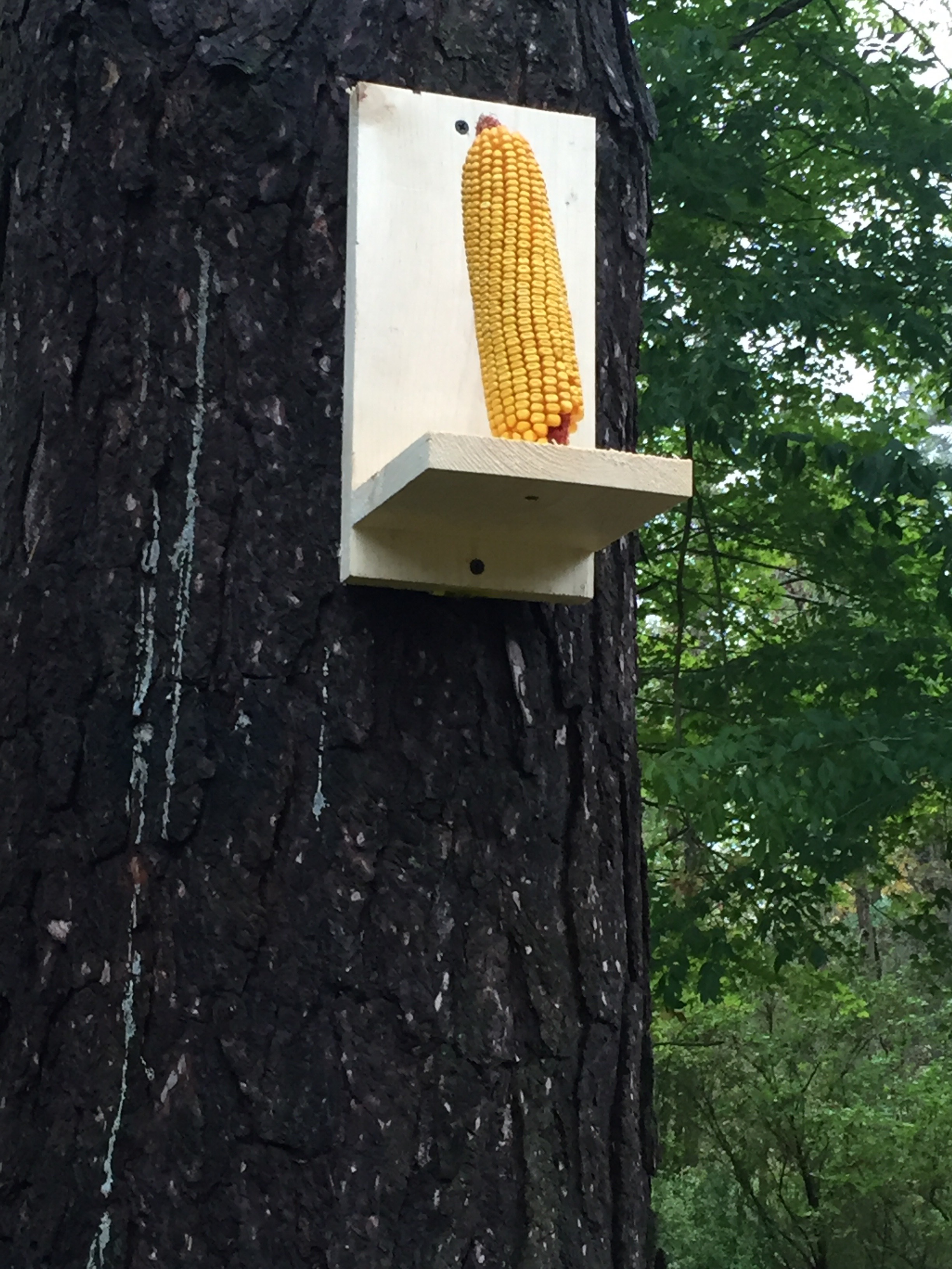 Easy Squirrel Feeder 8 Steps Instructables