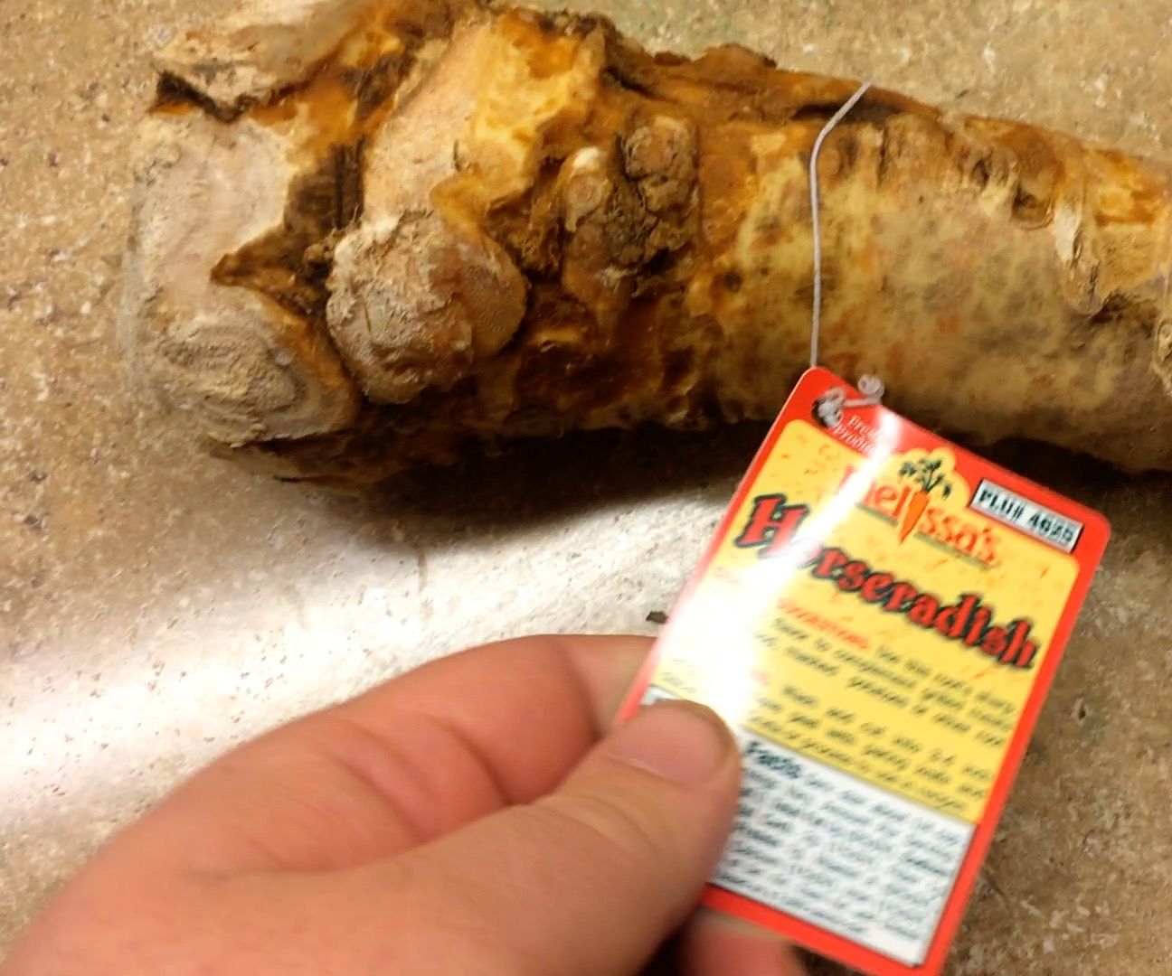 How to Grow Horseradish From a Root You Buy at the Grocery Store 5