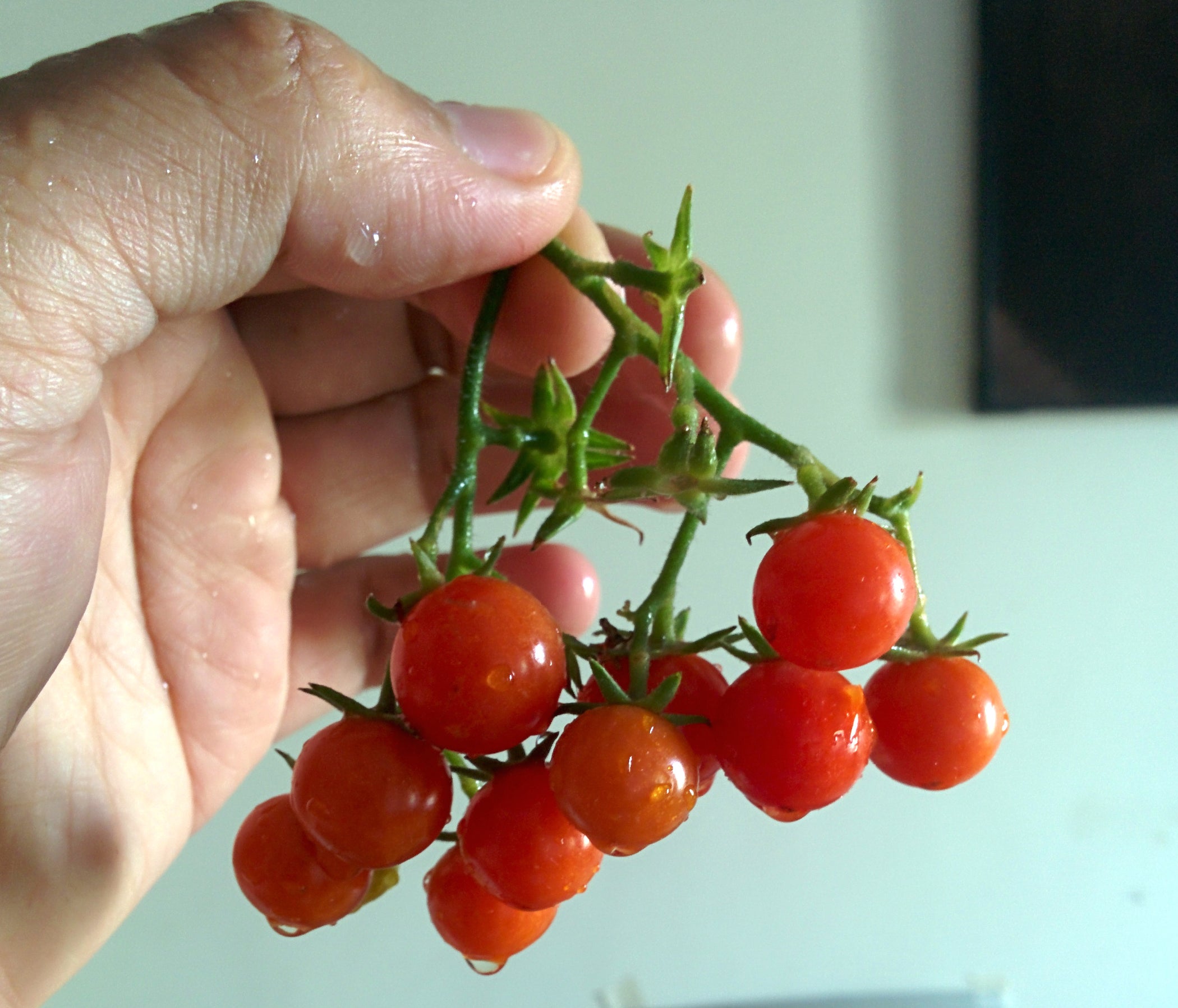 Grow Cherry Tomatoes From Cuttings. a Newbie�s Guide. 8