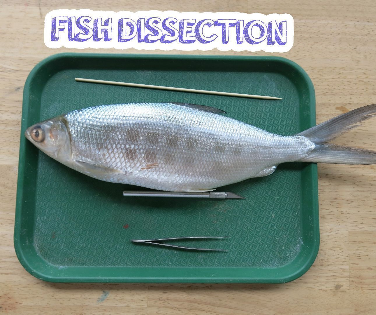 Fish Dissection! 11 Steps (with Pictures) Instructables