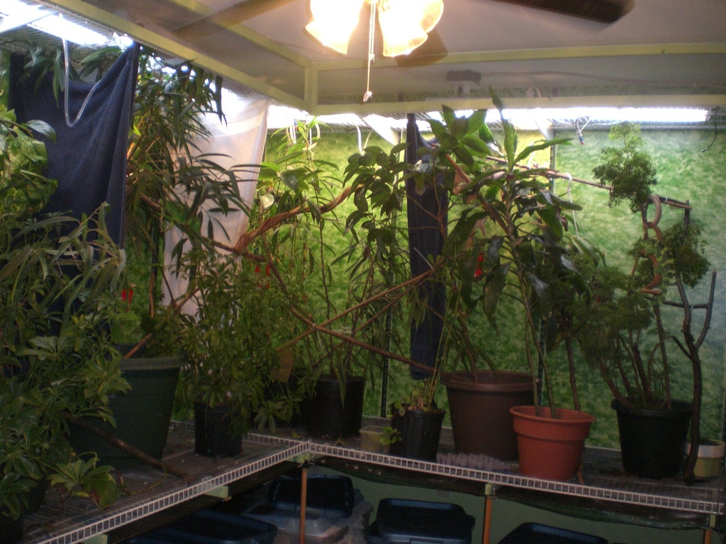 A Free Range Habitat For Meller S And Other Large Chameleons 12 Steps With Pictures Instructables