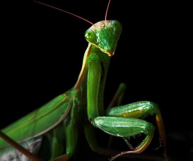 Raising Praying Mantises : 5 Steps (with Pictures) - Instructables