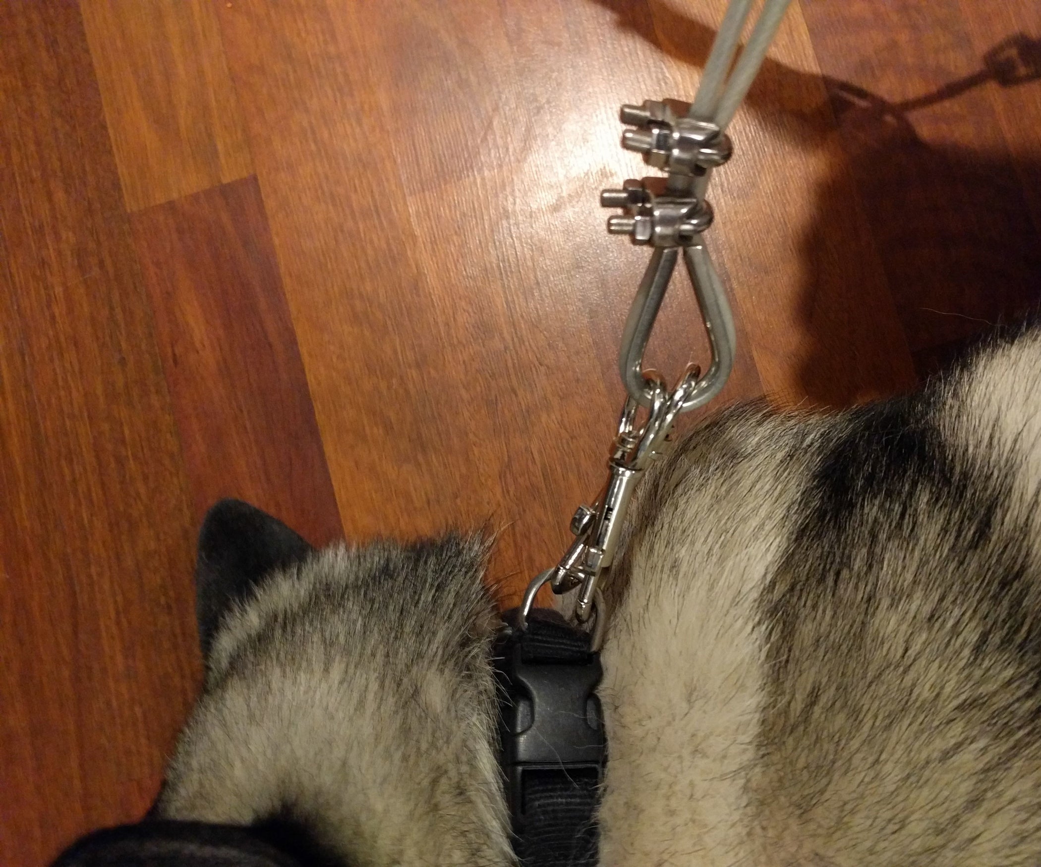Fix and Strengthen Broken Dog Cable 8 Steps (with Pictures)